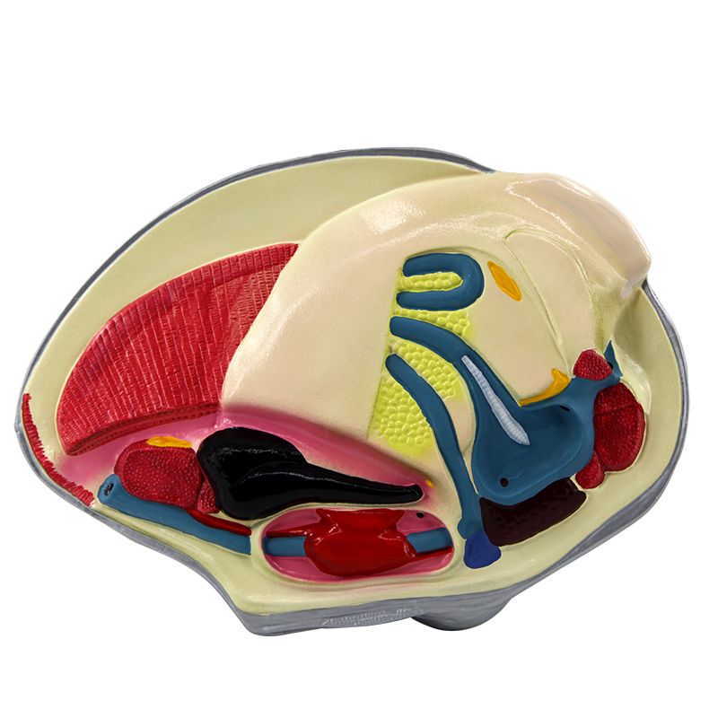 青华3222河蚌解剖模型 初高中生物教学演示用品 医学研究科教仪器 高精度仿真解剖