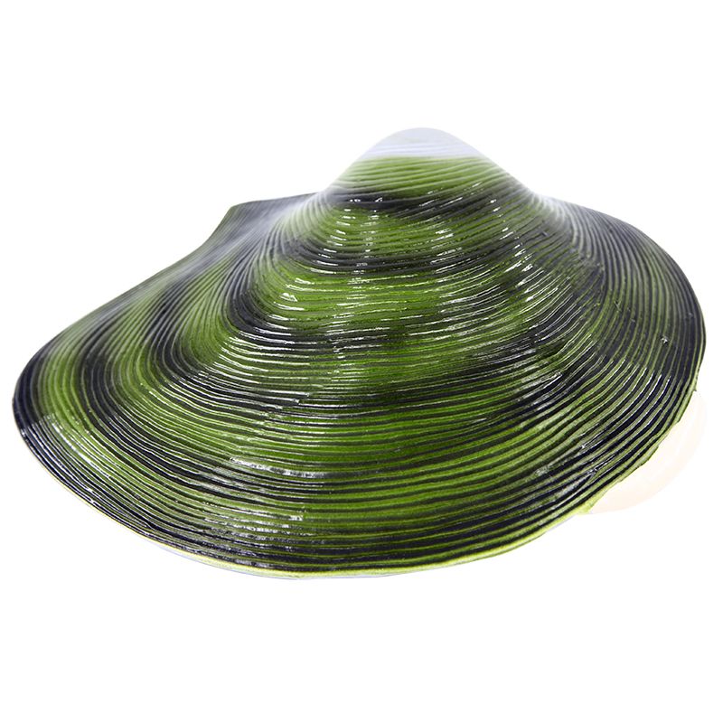 生物教学器材实物图