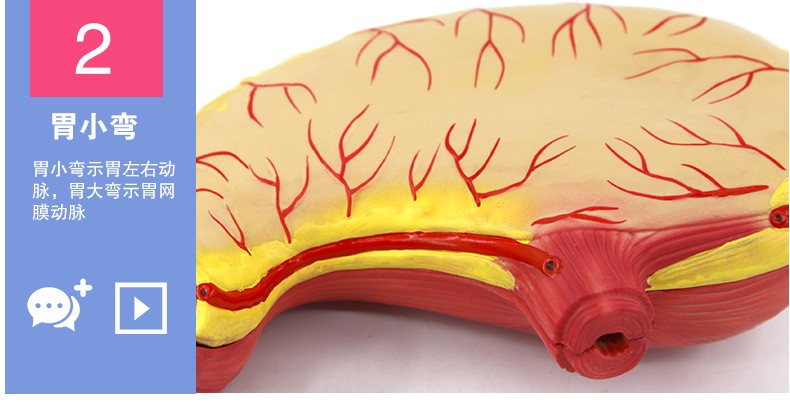 青华QH3329胃解剖模型初高中生物教学仪器人体脏器医学自然大胃壁详情图10