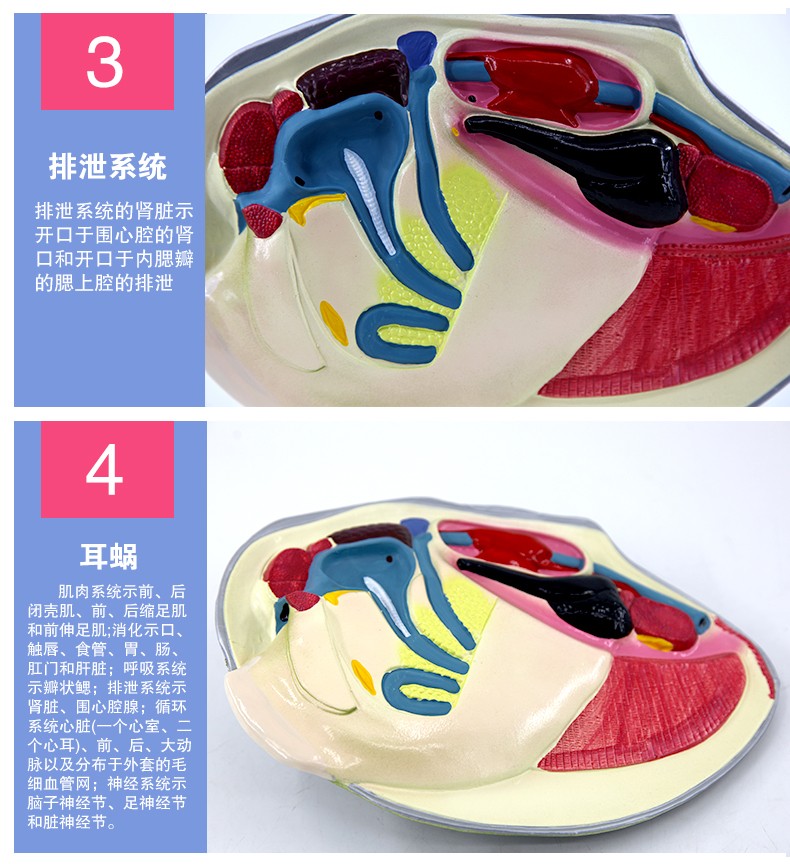 青华3222河蚌解剖模型 初高中生物教学演示用品 医学研究科教仪器 高精度仿真解剖详情图8