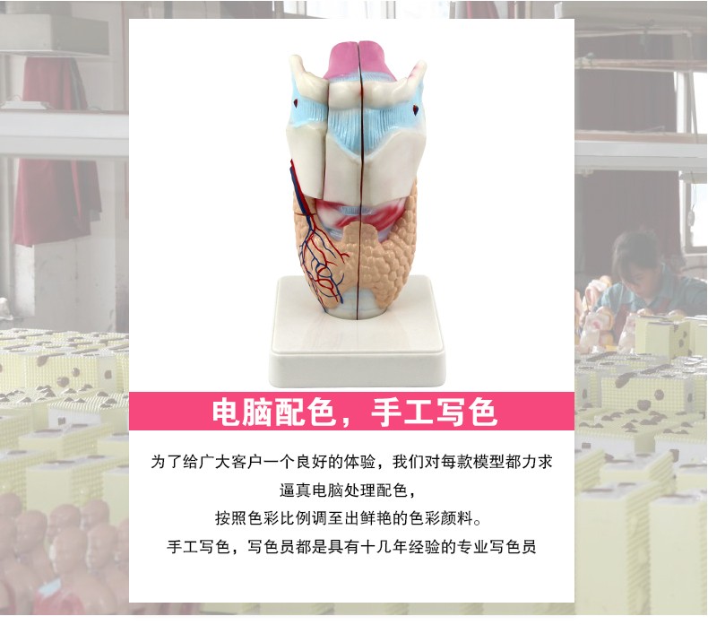 33209 人体喉部精细解剖模型 医学专用生物教学科教仪器 学校培训拼图式教具 教学演示用品详情图3