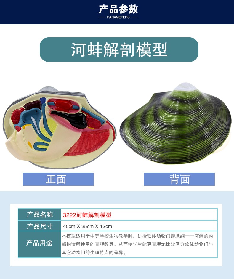 青华3222河蚌解剖模型 初高中生物教学演示用品 医学研究科教仪器 高精度仿真解剖详情图5