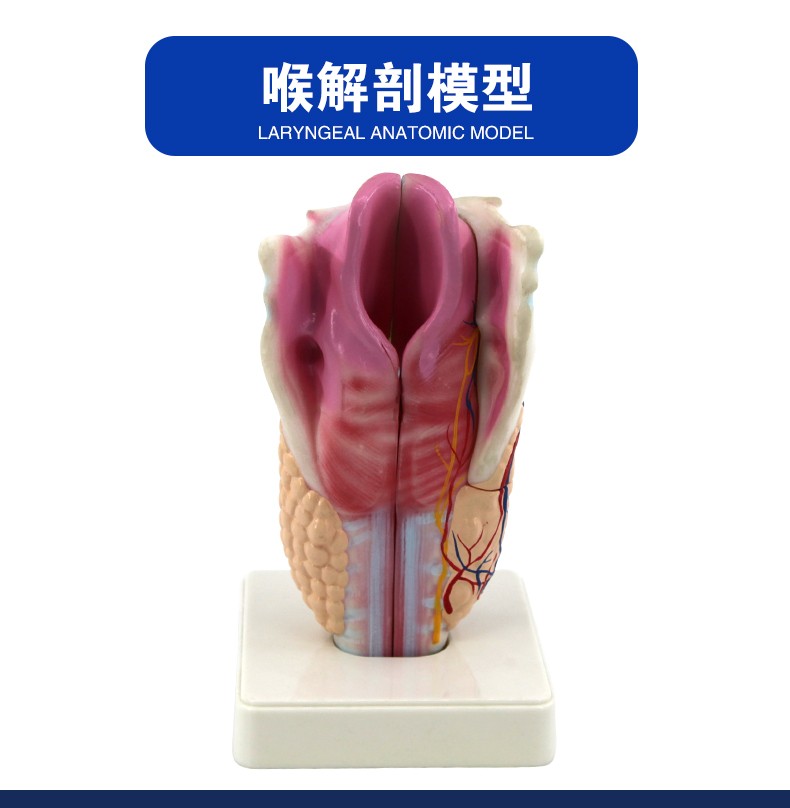 33209 人体喉部精细解剖模型 医学专用生物教学科教仪器 学校培训拼图式教具 教学演示用品详情图2