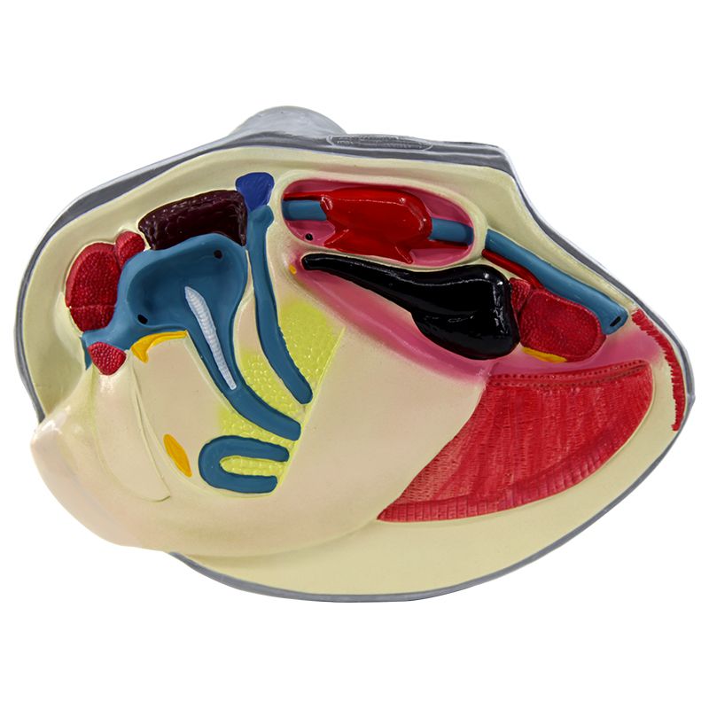 河蚌/河蚌解剖/河蚌解剖模型产品图