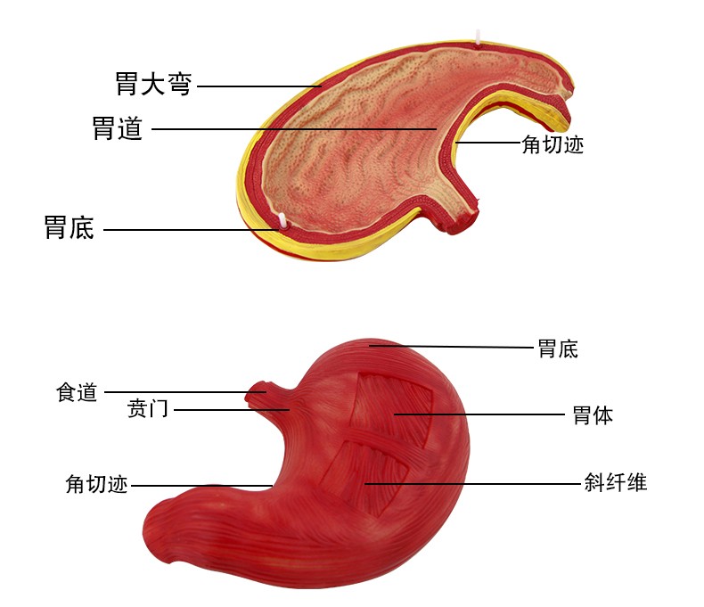 青华QH3329胃解剖模型初高中生物教学仪器人体脏器医学自然大胃壁详情图8