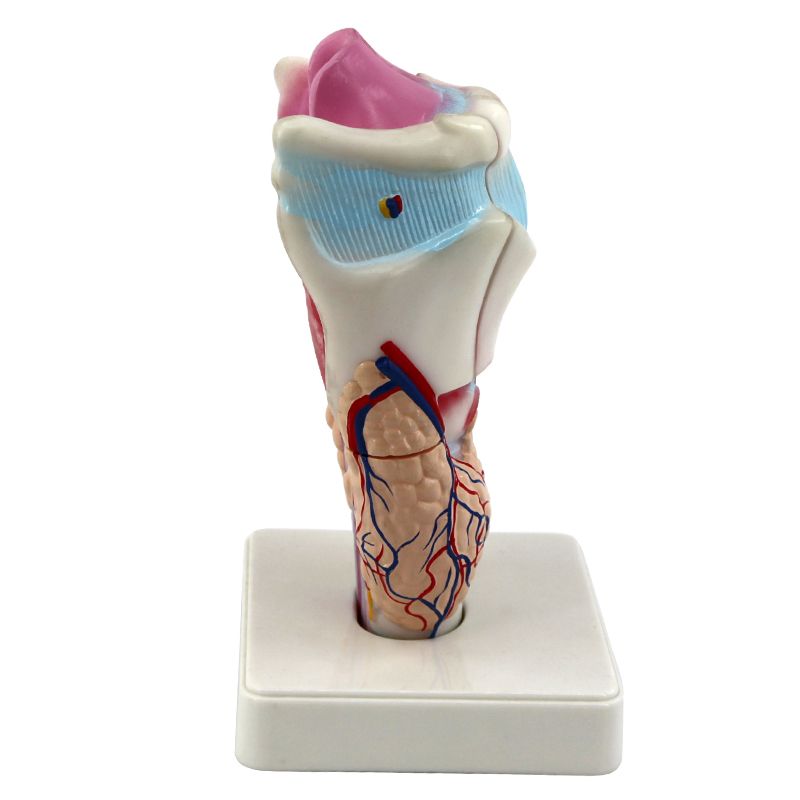 人体喉解/人体喉解剖/人体喉解剖模型产品图