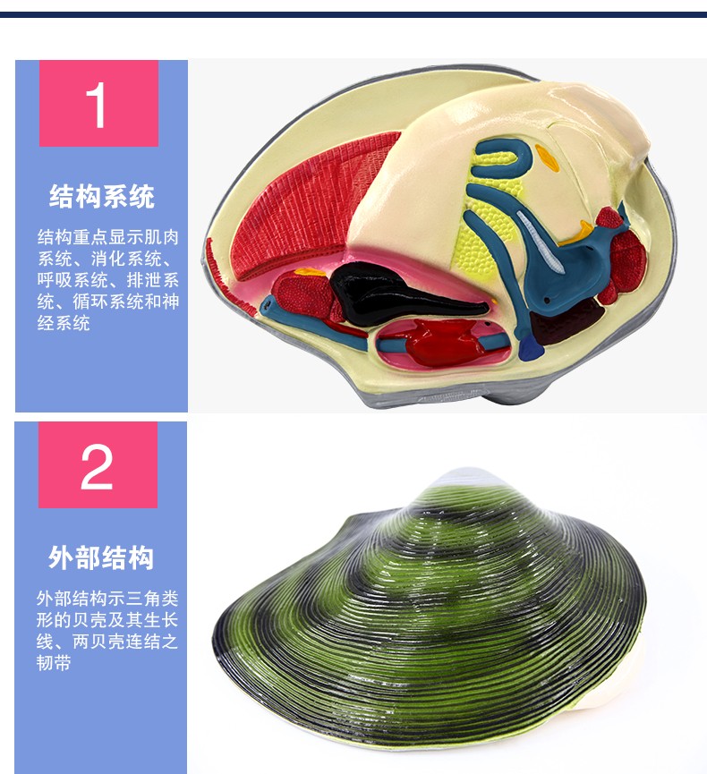 青华3222河蚌解剖模型 初高中生物教学演示用品 医学研究科教仪器 高精度仿真解剖详情图7