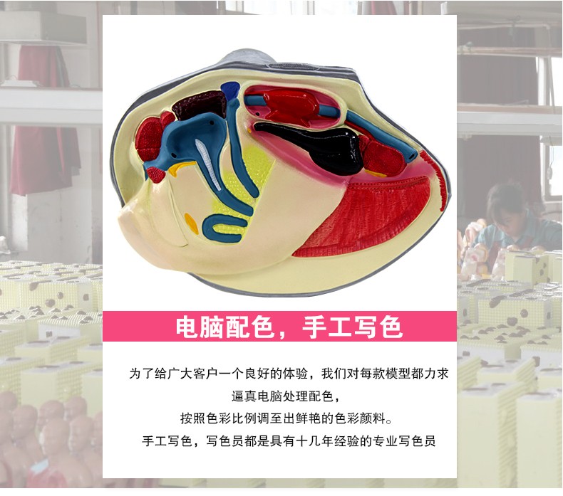 青华3222河蚌解剖模型 初高中生物教学演示用品 医学研究科教仪器 高精度仿真解剖详情图3