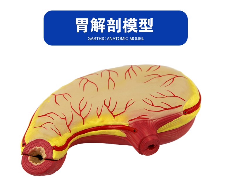 青华QH3329胃解剖模型初高中生物教学仪器人体脏器医学自然大胃壁详情图2