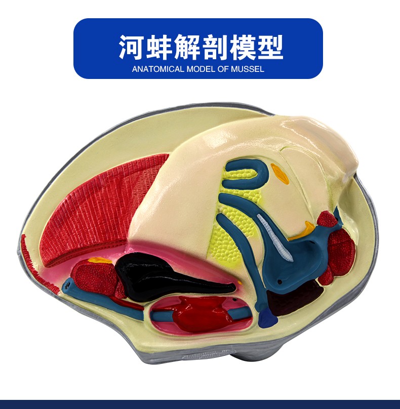 青华3222河蚌解剖模型 初高中生物教学演示用品 医学研究科教仪器 高精度仿真解剖详情图2