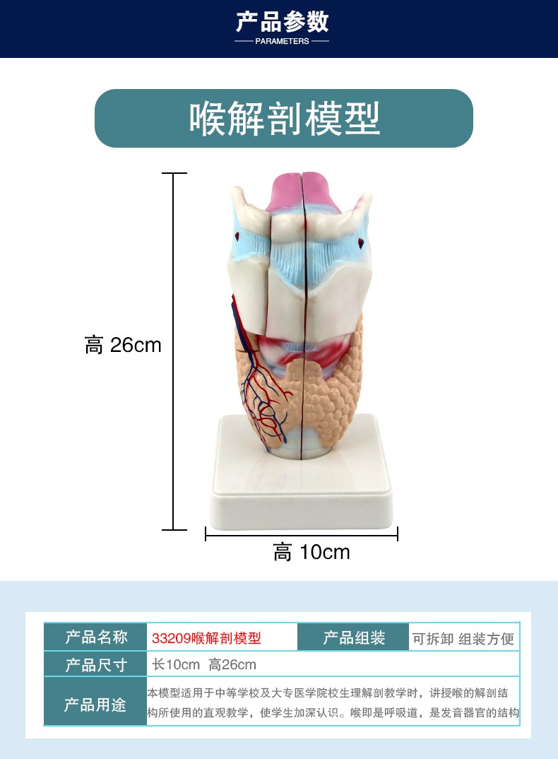 33209 人体喉部精细解剖模型 医学专用生物教学科教仪器 学校培训拼图式教具 教学演示用品详情图5