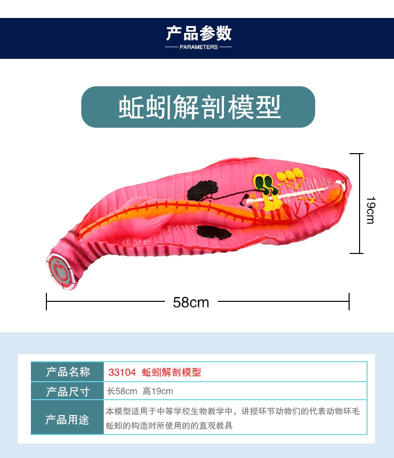 蚯蚓解剖模型演示专用初中高中生物 科教仪器学生学习知识普及详情图5