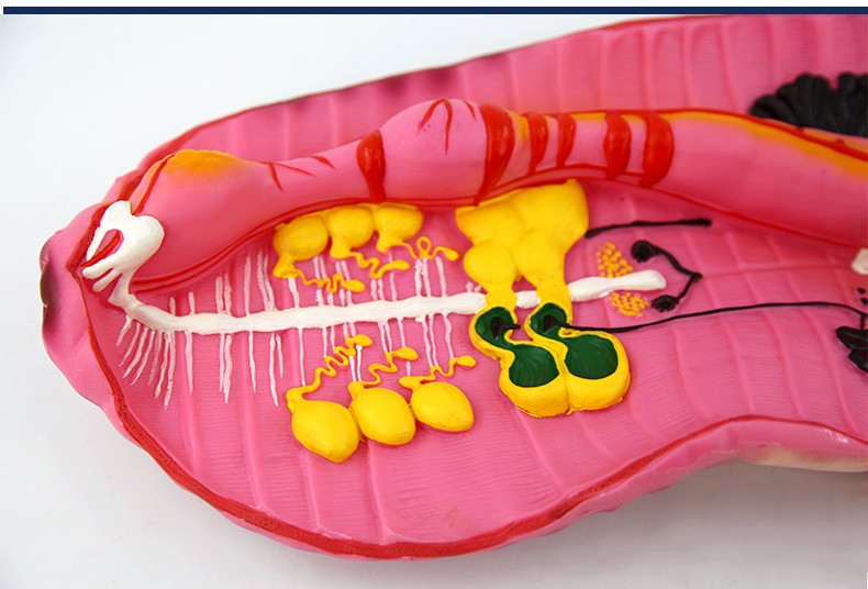 蚯蚓解剖模型演示专用初中高中生物 科教仪器学生学习知识普及详情图9