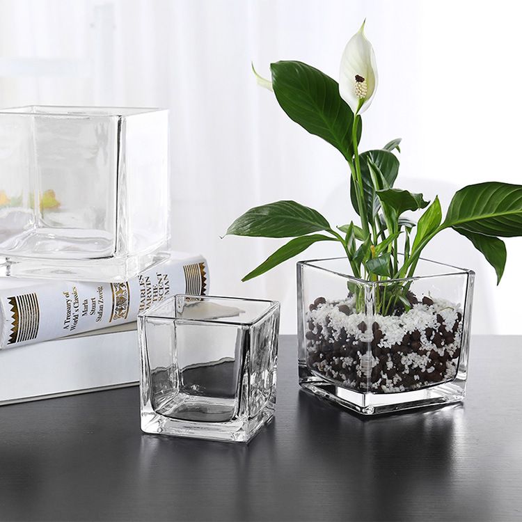 Hydroponic plants glass square jar Creative vase Transparent green plants water lily copper money grass water cultivation pot container