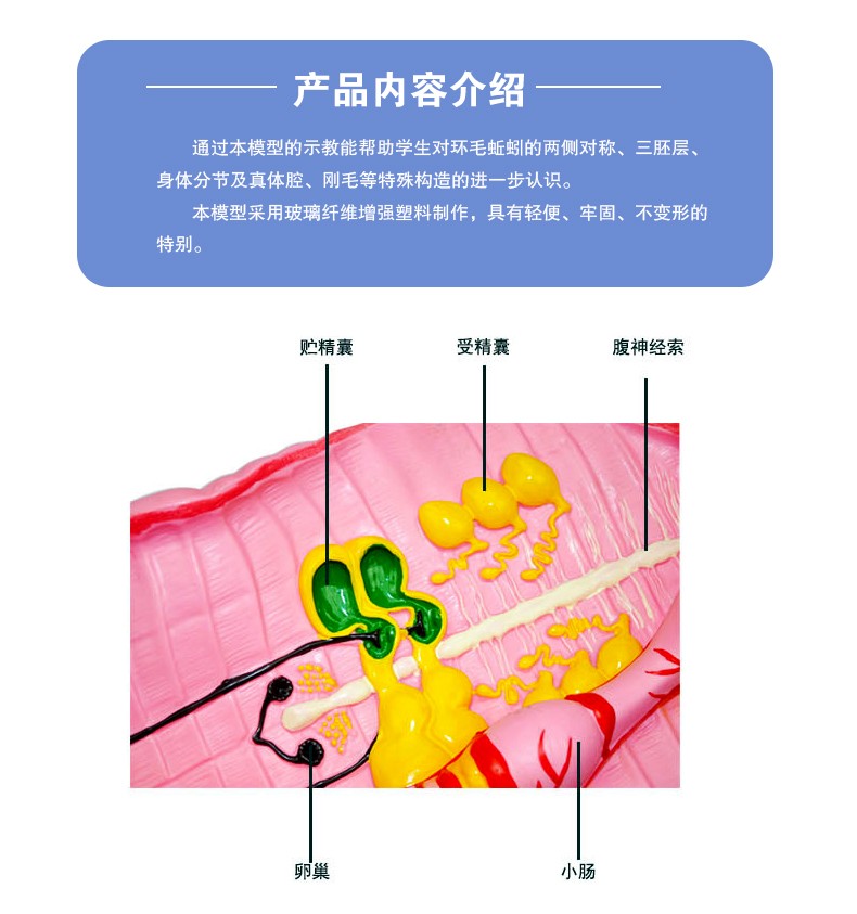 蚯蚓解剖模型演示专用初中高中生物 科教仪器学生学习知识普及详情图6