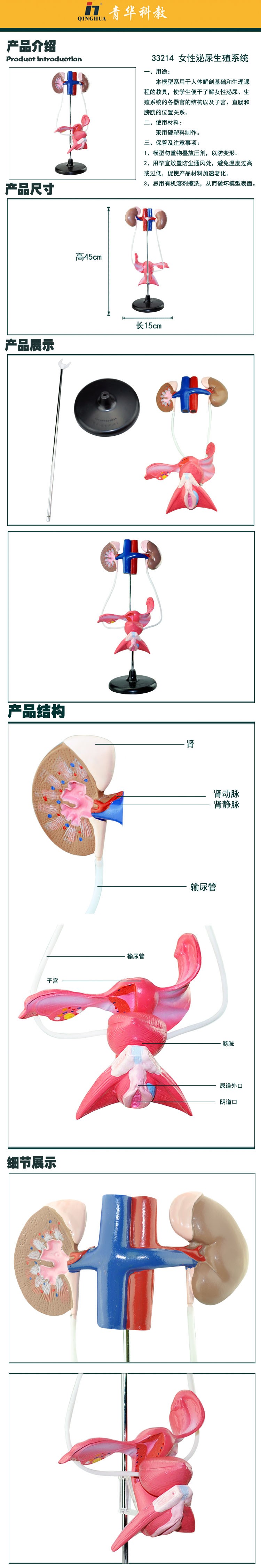 青华33214女性泌尿生殖系统模型 生物教学演示用品 解剖拼图人体脏器模型 医学教具详情图1