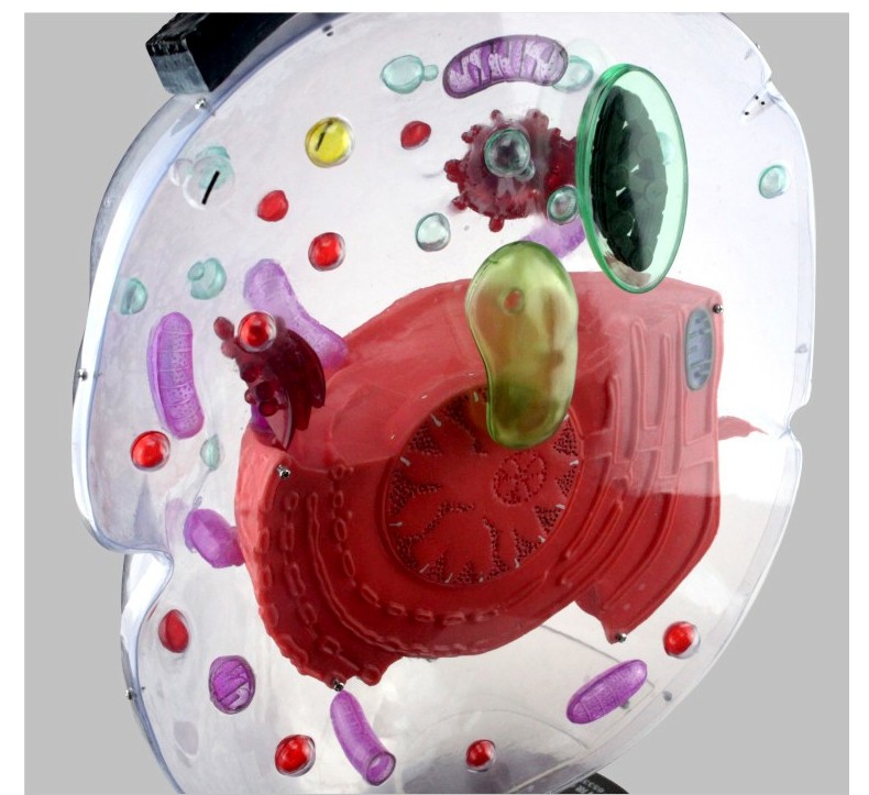 青华33302细胞亚显微结构模型初高中生物普教仪器实验专用教学详情图10
