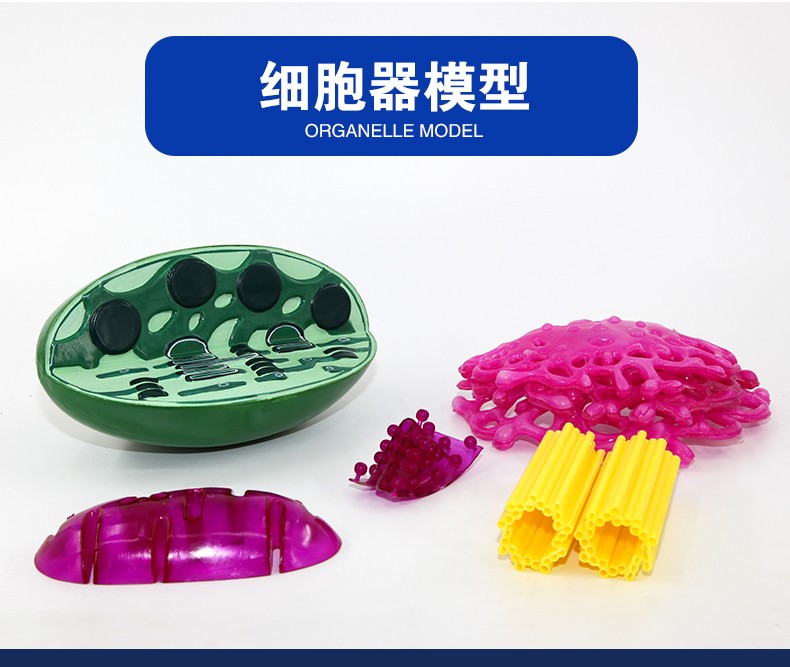 青华3224细胞结构模型 初高中生物教学演示用品 解剖拼图实验仪器 医学教具详情图2