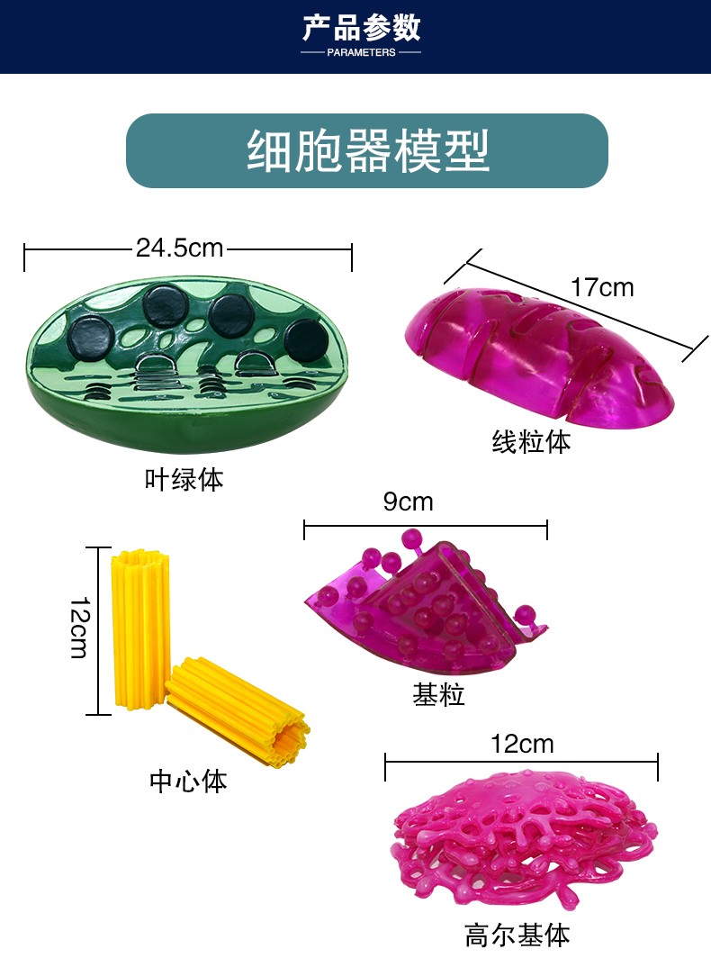青华3224细胞结构模型 初高中生物教学演示用品 解剖拼图实验仪器 医学教具详情图4