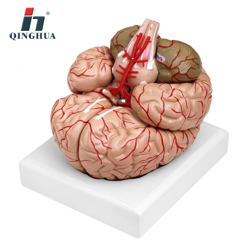 青华 QH3307-10 大脑及动脉模型进口PVC材料生物教学 医学演示详情图2
