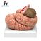 青华 QH3307-10 大脑及动脉模型进口PVC材料生物教学 医学演示图