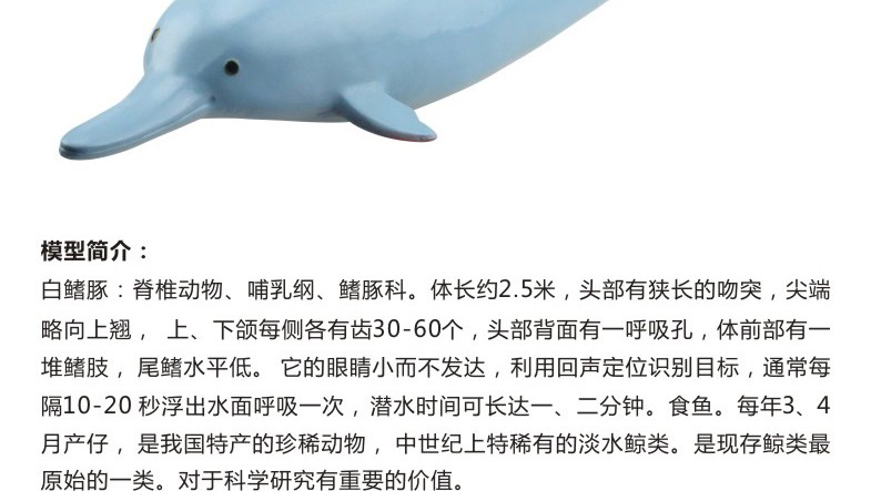 青华3236新品 高仿真白暨豚生物模型 教学演示科学实验学生观察解剖学习用品 教学演示用品详情图5