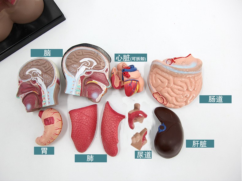 青华躯干模型人体内脏解剖男性女性躯干解剖半身器官结构造42cm详情图5