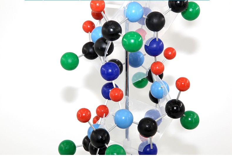 青华DNA模型生物基因链球形双螺旋 蛋白质模型学校老师教学演示用详情12