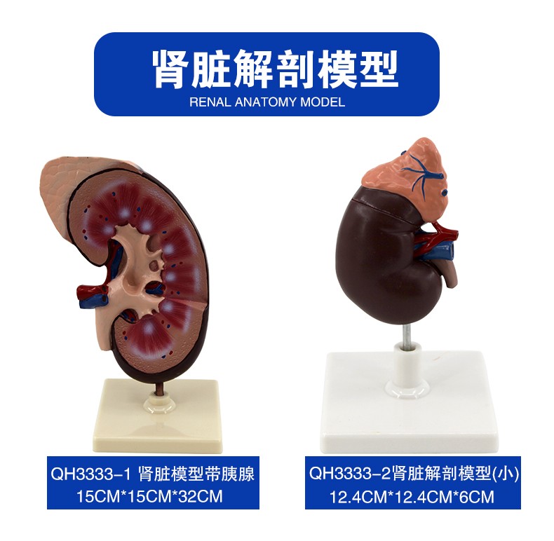 青华 QH3333-1 肾脏模型生物模型 人体脏器解剖模型 教学演示用详情图2
