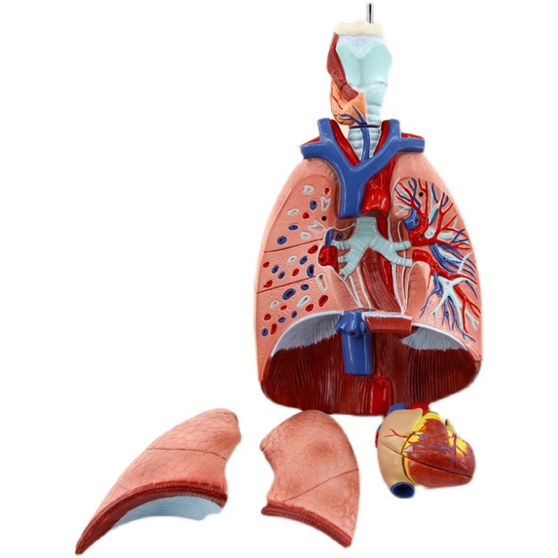 喉心肺模型/人体喉心肺/喉咙甲状腺产品图