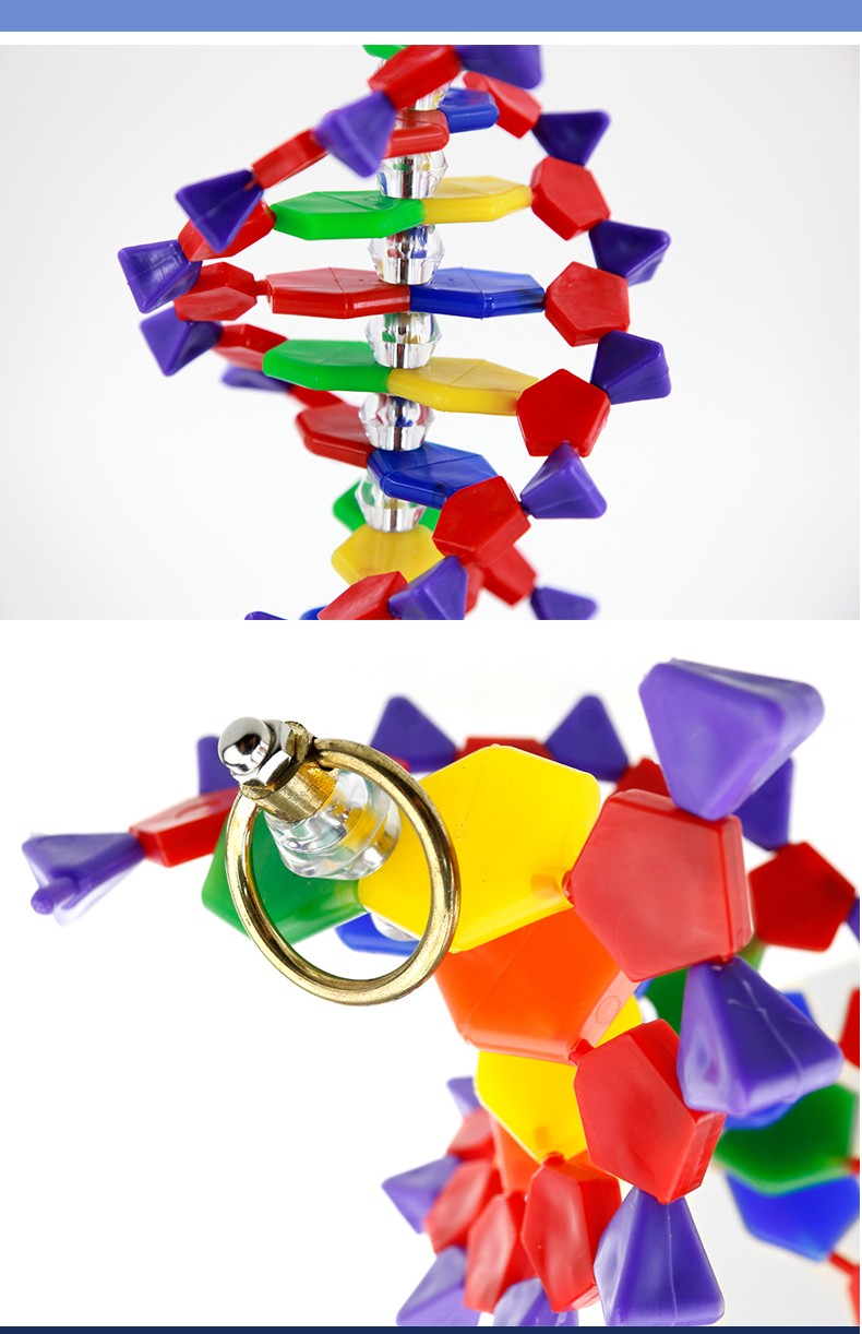 青华DNA模型生物基因链球形双螺旋 蛋白质模型学校老师教学演示用详情15