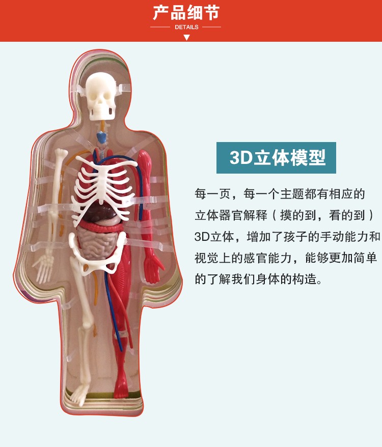 青华人体骨骼结构书图全身模型骨架器官内脏我们的身体3d立体幼儿详情图17