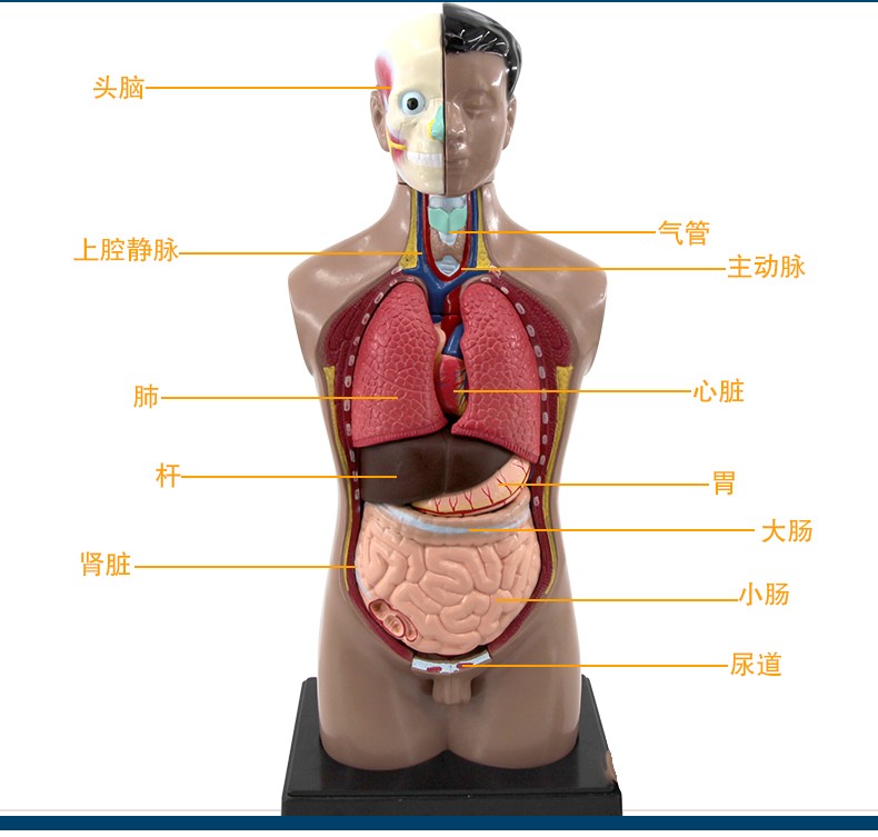 青华躯干模型人体内脏解剖男性女性躯干解剖半身器官结构造42cm详情图3