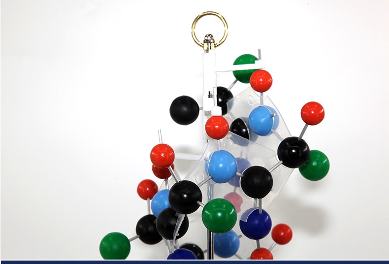 青华DNA模型生物基因链球形双螺旋 蛋白质模型学校老师教学演示用详情13