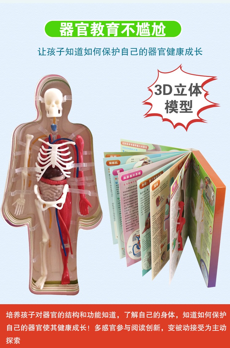 青华人体骨骼结构书图全身模型骨架器官内脏我们的身体3d立体幼儿详情图3