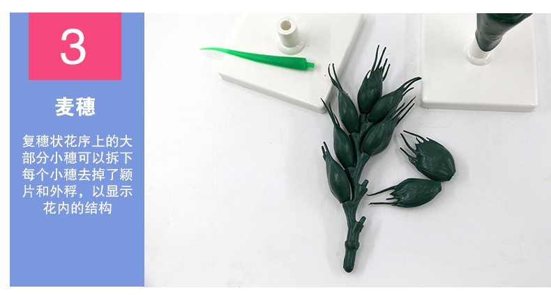 青华33008小麦花模型初高中生物教学科教仪器麦穗放大解剖模型详情图7
