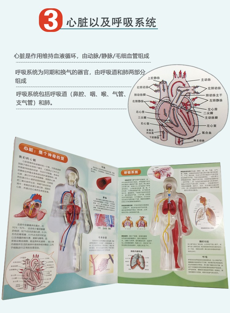青华人体骨骼结构书图全身模型骨架器官内脏我们的身体3d立体幼儿详情图10