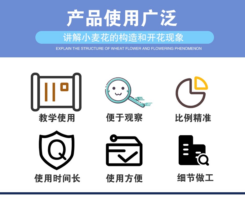 青华33008小麦花模型初高中生物教学科教仪器麦穗放大解剖模型详情图3