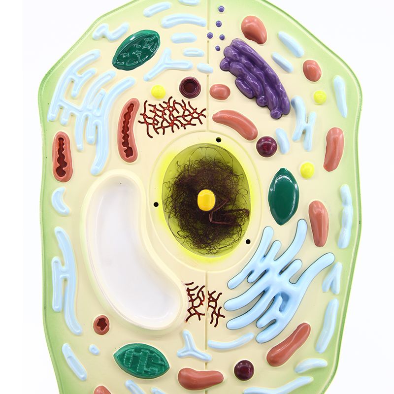 植物细胞模型/植物细胞/生物教学白底实物图