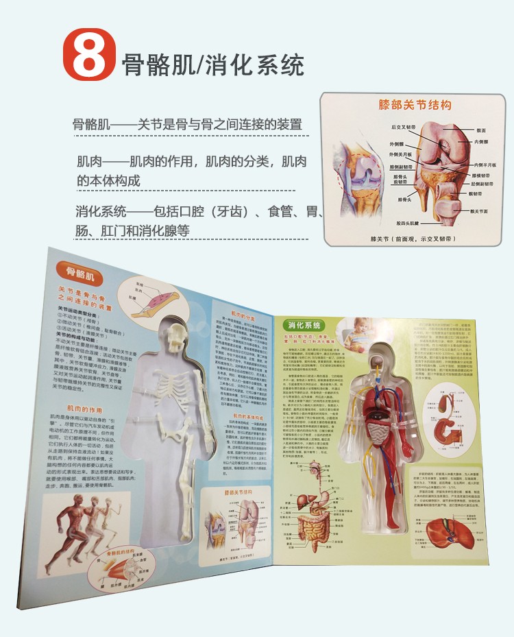 青华人体骨骼结构书图全身模型骨架器官内脏我们的身体3d立体幼儿详情图15