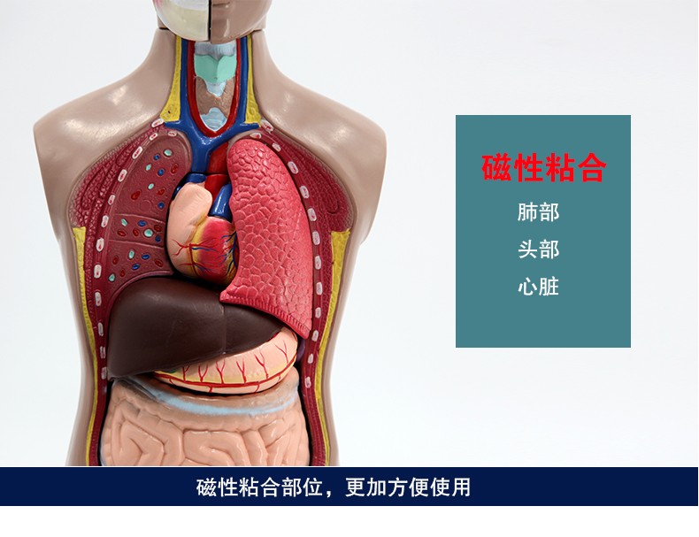 青华躯干模型人体内脏解剖男性女性躯干解剖半身器官结构造42cm详情图7