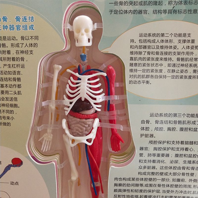 青华人体骨骼结构书图全身模型骨架器官内脏我们的身体3d立体幼儿详情图4