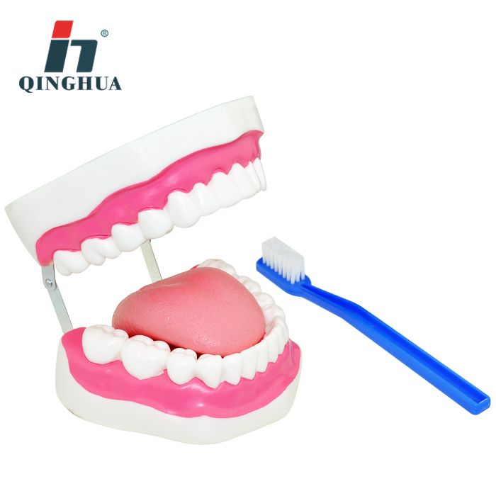 青华QH3352牙刷模型儿童刷牙玩具牙齿牙科演示构造医学专用教学