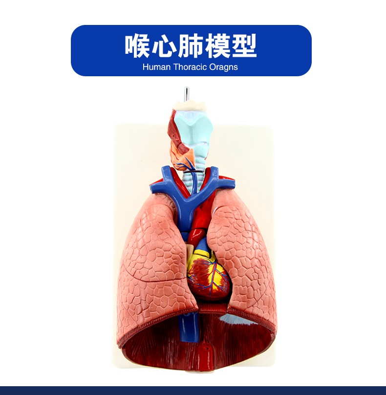 人体喉心肺模型 喉咙甲状腺 肺 心脏模型 人体呼吸系统模型详情图2