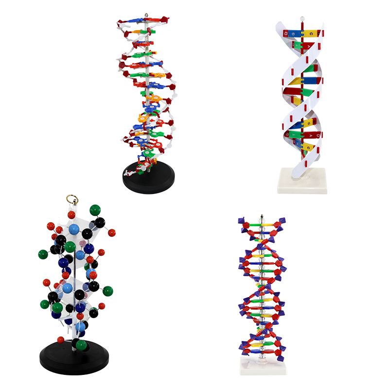 青华DNA模型生物基因链球形双螺旋 蛋白质模型学校老师教学演示用详情图1