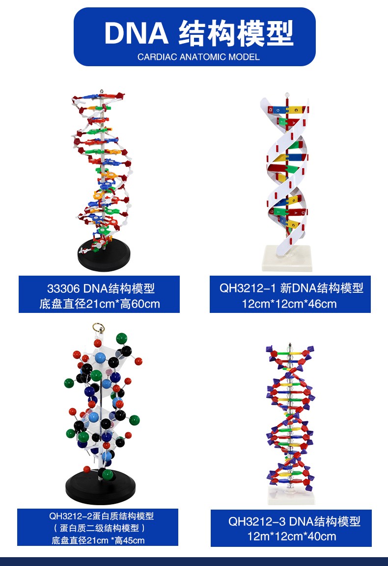 青华DNA模型生物基因链球形双螺旋 蛋白质模型学校老师教学演示用详情2