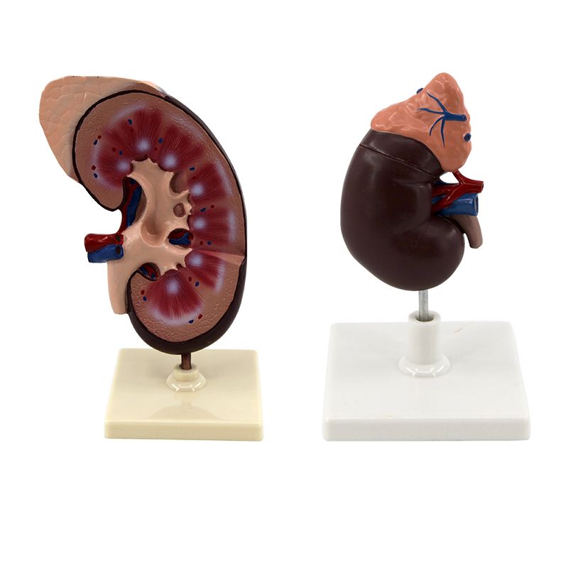 青华 QH3333-1 肾脏模型生物模型 人体脏器解剖模型 教学演示用详情图1