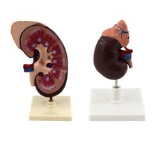 青华 QH3333-1 肾脏模型生物模型 人体脏器解剖模型 教学演示用