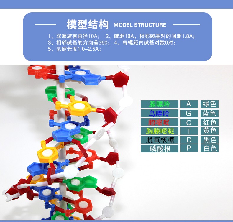 青华DNA模型生物基因链球形双螺旋 蛋白质模型学校老师教学演示用详情4