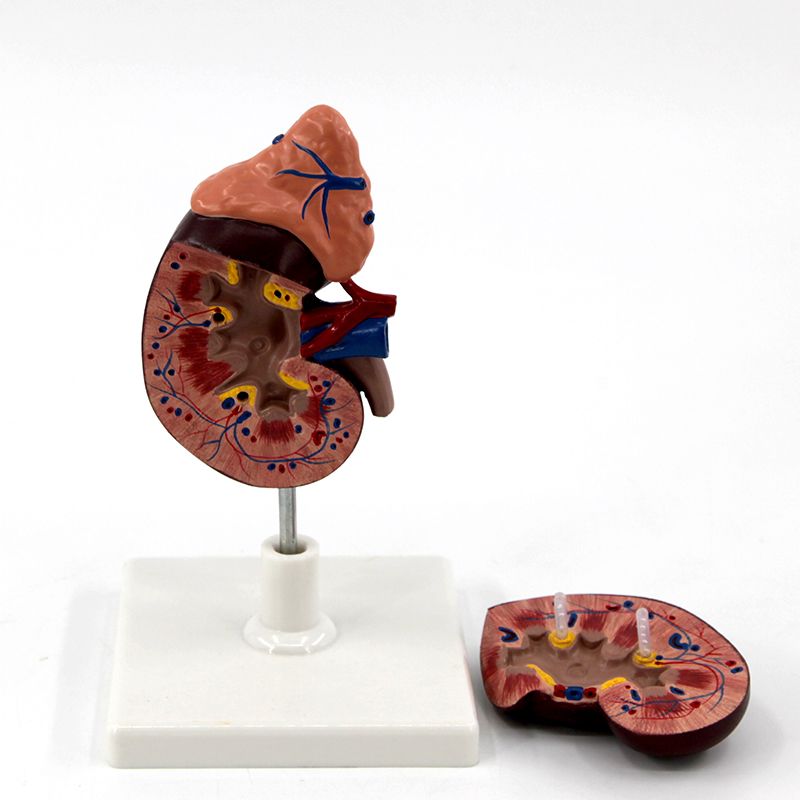 青华 QH3333-1 肾脏模型生物模型 人体脏器解剖模型 教学演示用详情图5